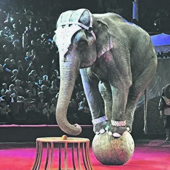 Так живут цирковые животные. | Story-от-Poli | Дзен