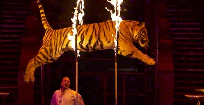 7 причин перестать посещать цирки с участием животных