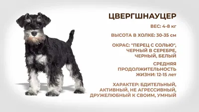 Стрижка и уход за собаками породы «Цвергшнауцер» в Твери! Запись: (4822)  60-05-77 | Салон для животных «Рыжий нос»