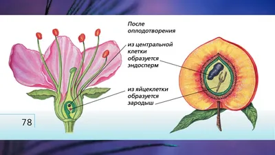 Цветковые растения — Википедия