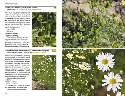 Покрытосеменные (Цветковые) растения | Биология на 5+ | Дзен