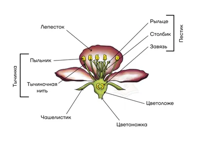 Семенные растения - Умскул Учебник