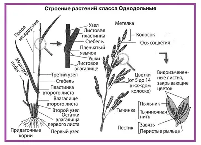 10 самых странных и необычных растений со всего мира - Лайфхакер