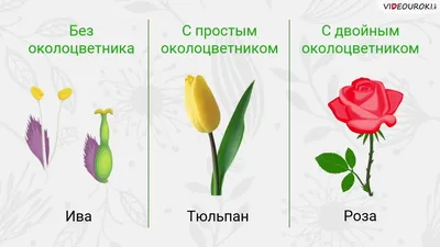 Цветковые растения картинки