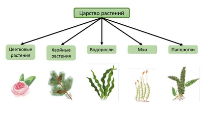 Генеративные органы и размножение цветковых растений - Умскул Учебник