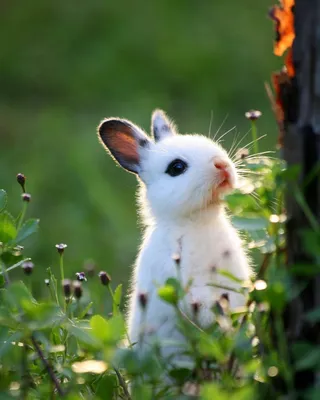 Картинки Кролики Красивые Животные