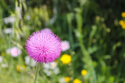 Цветок Цветочек Поле - Бесплатное фото на Pixabay - Pixabay