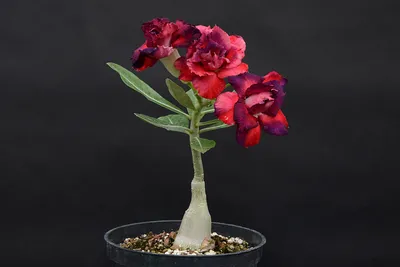 ADENIUM-DESERT ROSE obesum-Адениум Обесум, 2 семени - Купить семена  Суккулентов, Кактусов и Адениумов