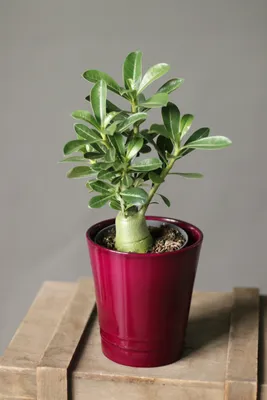 Махровый Адениум (Adenium Sunny) | Raritet-plants