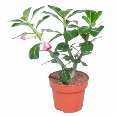 Adenium Obesum Double Flower BLUSH — Адениум тучный махровый двухрядный  'Румянец' Обесум, 2 семени - Купить семена Суккулентов, Кактусов и Адениумов