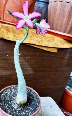 Отзыв о Комнатный цветок "Адениум" - пустынная роза | Необычный и  оригинальный цветок