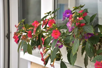 Ахименес (лат. Achiménes) - «Идеальный цветок для балкона! Фото сортов Ice  Tea и Belinda.» | отзывы