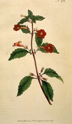 Коллекции растений ЦСБС СО РАН - Achimenes grandiflora (Schiede) DC. –  Ахименес крупноцветковый