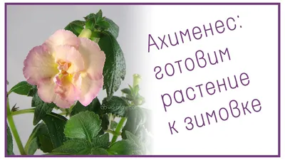 Ахименес крупноцветковый (Achimenes grandiflora) - PictureThis