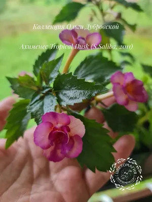 Achimenes erecta |  - Сервис коллективных заказов