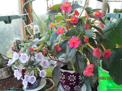 Ахименес Snowetta — купить в Красноярске. Горшечные растения и комнатные  цветы на интернет-аукционе 