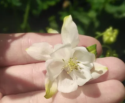 Аквилегия обыкновенная (Aquilegia vulgaris) - розовая