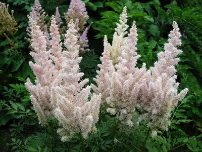 Астильба (ASTILBE) - «Эффектное высокодекоративное украшение для  современного сада.» | отзывы