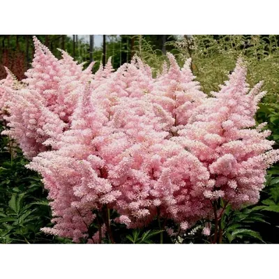 Астильба Арендса Бумальда Astilbe × arendsii 'Bumalda' - купить саженцы в  Минске и Беларуси