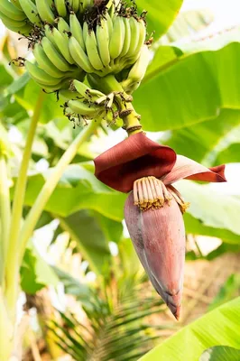 цветок банана фото: 5 тыс изображений найдено в Яндекс.Картинках | Planting  flowers, Unusual flowers, Banana plants