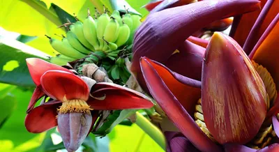 Цветок Банана И Куча Стоковые Фотографии | FreeImages