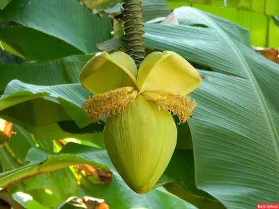 Цветок банана красный поштучно (Musa flower) купить с доставкой в СПб