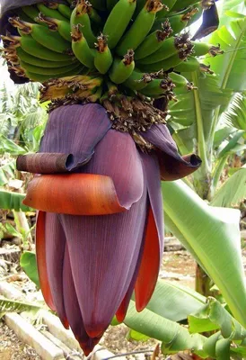 Цветок банана и незрелые плоды на дереве в саду | Премиум Фото