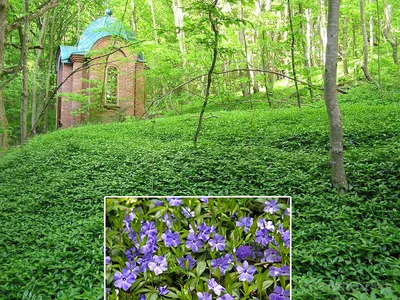 Барвинок малый (Vinca minor) купить в 