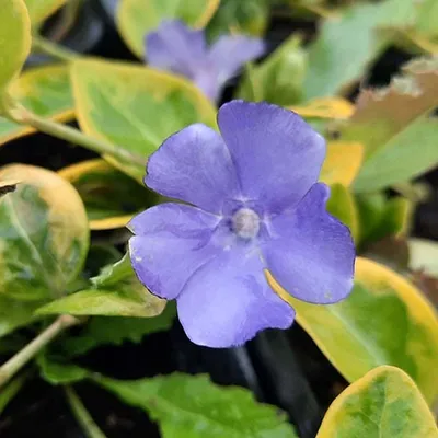 Барвинок малый 'Gertrude Jekyll' (Vinca minor 'Gertrude Jekyll')