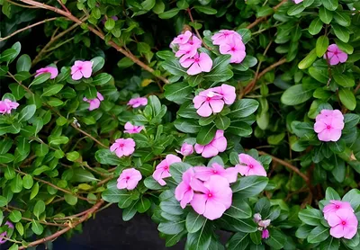 Барвинок малый голубой (Vinca minor)