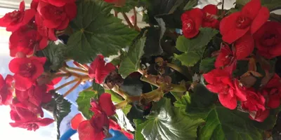 Бегония - комнатный цветок | Пикабу