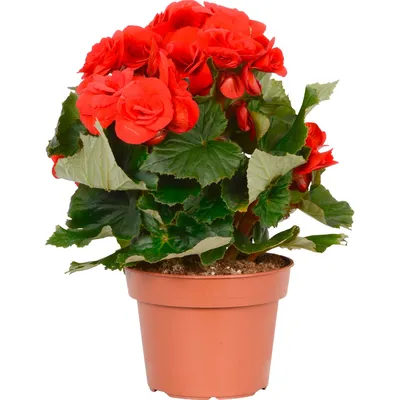 Купить комнатный цветок «Бегония d13 h30» — Доставка по Челябинску |  Интернет-магазин цветов «Растительный мир»