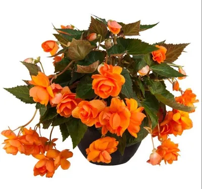Комнатный цветок Бегония Бауэра (Тигровая). — купить в Канске. Горшечные  растения и комнатные цветы на интернет-аукционе 