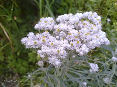 Скачать обои цветы, полевой, сухоцвет, бессмертник, flowers разрешение  1600x1200 #25254