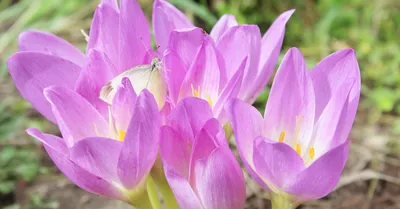 Безвременник цветок: фото растения, описание, выращивание, виды, посадка,  уход, отзывы, где купить