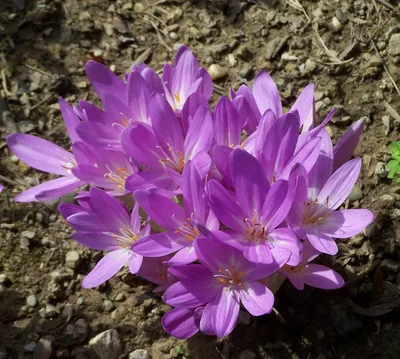 Безвременник осенний Cólchicum autumnále Purpureum - купить саженцы в  интернет-магазине