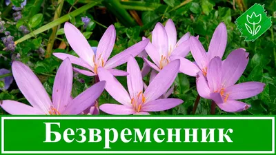 Безвременник – опасное лекарственное средство