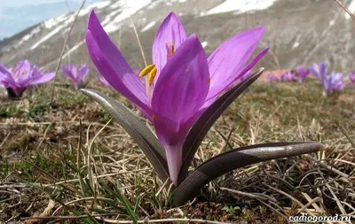 Осенний цветок Безвременник на Урале | Пикабу