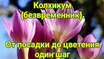 Цветок безвременник на лесной опушке» — создано в Шедевруме