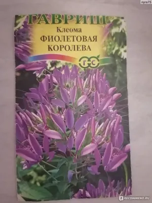 Клеома Фиолетовая королева - «Брызги шампанского » | отзывы