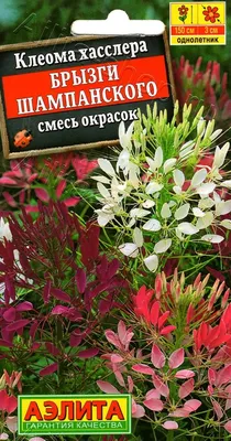 Цветок брызги шампанского — клеома описание, посадка и уход, болезни и  вредители