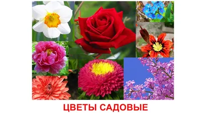 Сидим дома с пользой. Домашнее занятие по теме «Цветы лесные, луговые и  садовые» для детей 4–5 лет (3 фото). Воспитателям детских садов, школьным  учителям и педагогам - Маам.ру