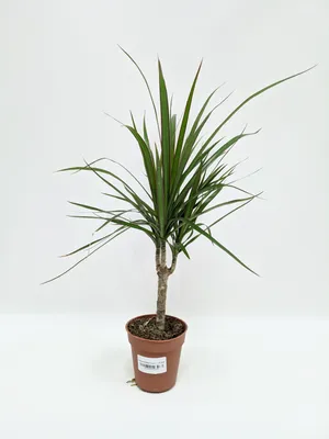 Драцена Маргината 1-2 ствола растение купить Киев Dracaena Marginata