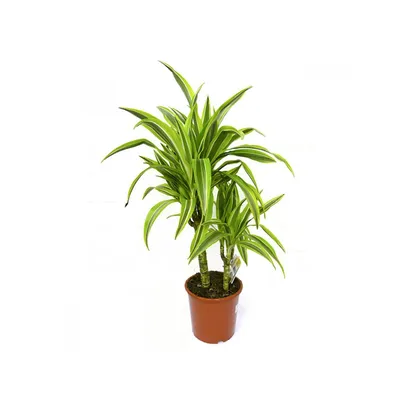 Драцена душистая (Dracaena fragrans) 100-15 - купить в Минске с доставкой,  цена и фото в интернет-магазине 