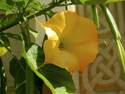 Datura stramonium - Image of an specimen - Plantarium