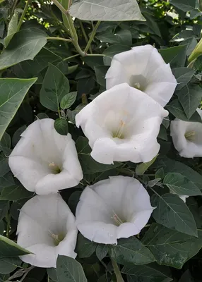 Дурман (Datura)