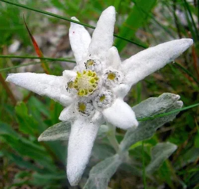 Edelweiss FLOWERS Seed, WINTER HARDY PERENNIAL - 100 seeds | Sempreverde,  Semi di fiori, Fiori