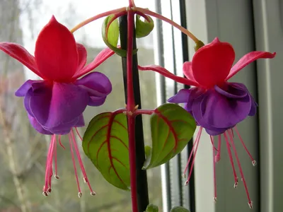 Фуксия - Fuchsia: фото, условия выращивания, уход и размножение |  