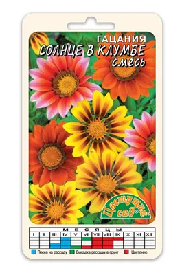 Цветок сокровищ "Big Kiss F2 White Flame"; Газания - Gazania x hybrida -  семена – Garden Seeds Market | Бесплатная доставка