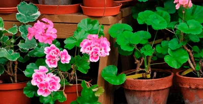 Пеларгония плющелистная (Герань) (Pelargonium peltatum) в кашпо — Рассада  цветов и овощей.